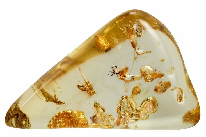 Polished Colombian Copal ( g) - Contains Termites & Beetles! #326728
